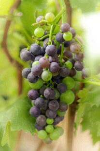 葡萄藤上的紫葡萄