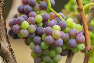 成熟葡萄挂于枝头