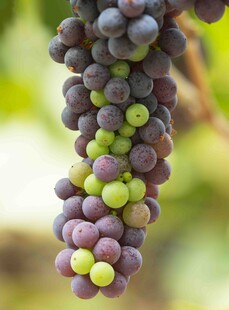 紫绿相间的葡萄串