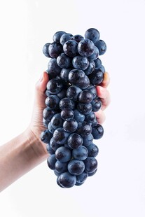 紫葡萄