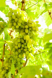 枝头翠绿葡萄果实饱满