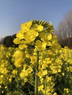 金黄油菜花绽放田园间