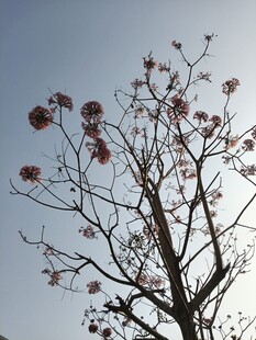 阳光下的繁花枯树