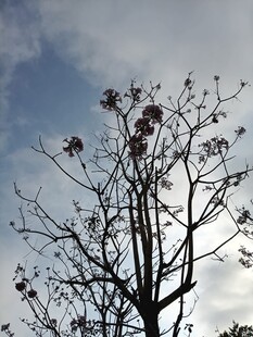 枯树映蓝天