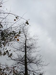 冬日枯树