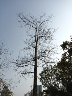 冬日光秃树木与蓝天