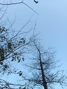 蓝天枯枝旁的稀疏树叶