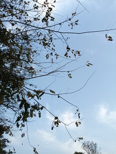 枝头映蓝天