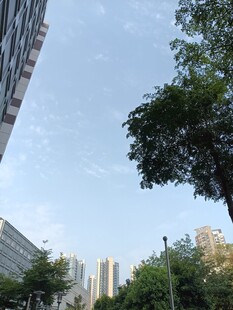 城市中的绿树与高楼景观