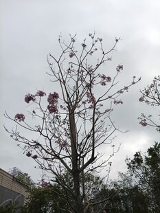 枝头绽放的稀疏紫花