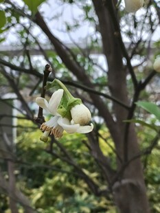 枝头绽放的洁白玉兰花
