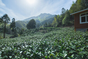 山间茶园小屋风景如画