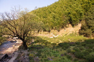 山间孤树