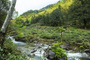 山间溪流旁的绿意景致