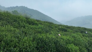 山间葱郁茶园景色