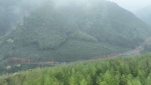 山间云雾缭绕的翠绿景致
