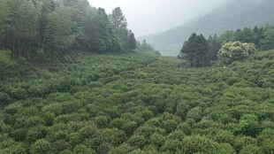 云雾缭绕的翠绿茶园