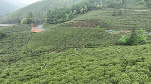 翠绿茶山美景