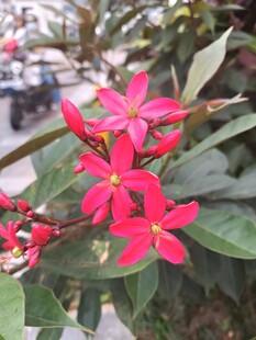 娇艳红花朵朵绽放