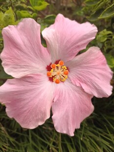 粉色木槿花