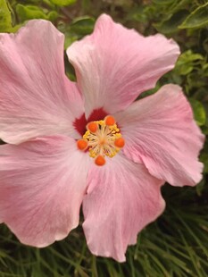粉色木槿花
