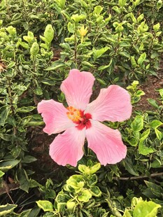 娇艳粉色扶桑花绽放