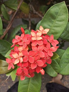艳丽红色龙船花绽放