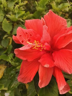 艳丽朱槿花绽放