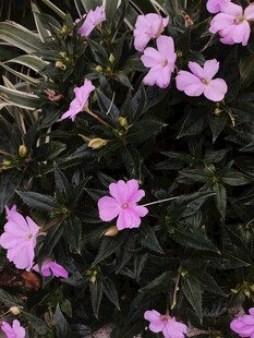 粉色小花绽放于绿叶间