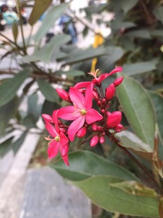 娇艳红花朵与绿叶相伴