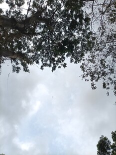 仰视树冠与蓝天景象