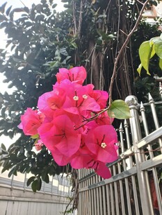 娇艳三角梅绽于围栏旁