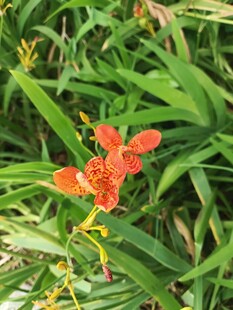 绿叶丛中艳丽美人蕉花