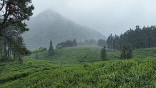 雾中茶园美景