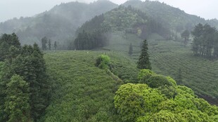 云雾缭绕的翠绿茶园风光
