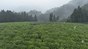 雾中茶园绿意盎然