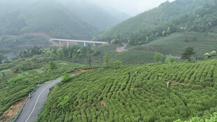 山间蜿蜒公路旁翠绿茶园