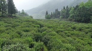 山间清新景致