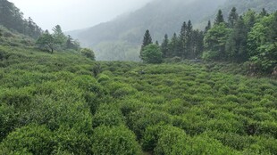 山间翠绿茶园风光