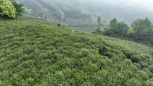 山间茶园绿意盎然