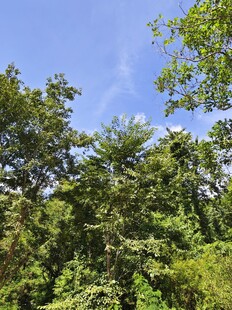 夏日葱郁树林景观
