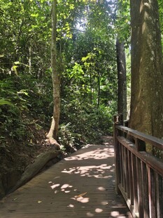 林间步道