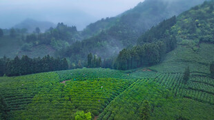 山间翠绿茶园美景
