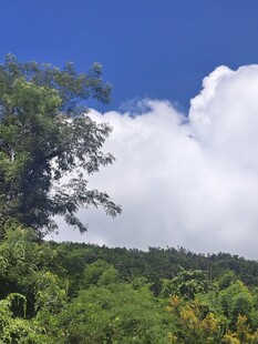 蓝天白云下的葱郁山林