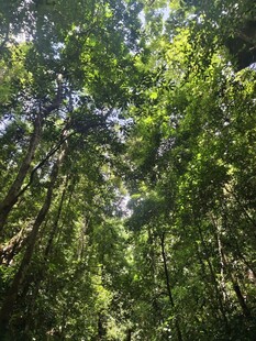 阳光洒落的茂密森林