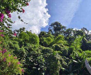 繁茂绿植与蓝天白云美景
