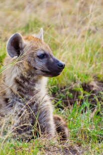 草原上休憩的幼年鬣狗