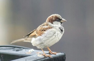 站在栏杆上的可爱小麻雀