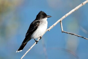 枝头栖息的黑白小鸟