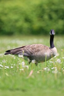 草地上的加拿大鹅